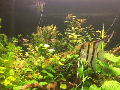 Мой AquaPlus PRO 170 (Luna Illuminata) 