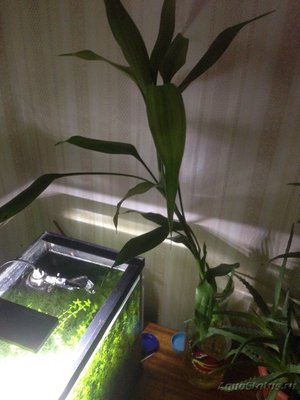 Фото Драцена сандера Dracaena sanderiana  (photo#95242)