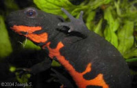 Фото Огнебрюхий тритон Cynops orientalis  (photo#954)