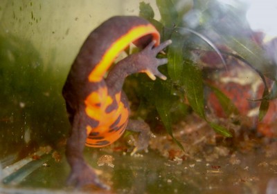 Фото Огнебрюхий тритон Cynops orientalis  (photo#955)