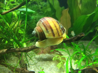 Мой AquaPlus PRO 170 (Luna Illuminata) 