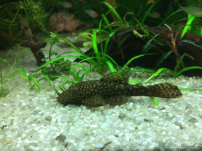 Мой AquaPlus PRO 170 (Luna Illuminata) 