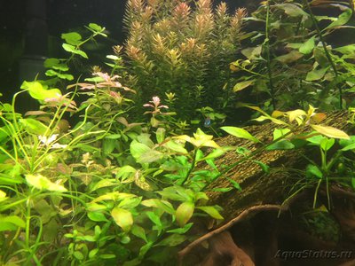Мой AquaPlus PRO 170 (Luna Illuminata) 