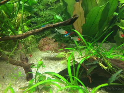 Мой AquaPlus PRO 170 (Luna Illuminata) 