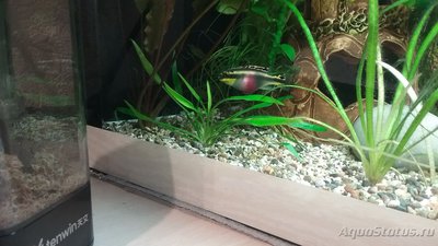 Определение пола пельвикахромиса попугайчика