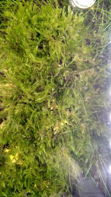 Запуск 20л на Dennerle Scaper's Soil (ded_boroda4)