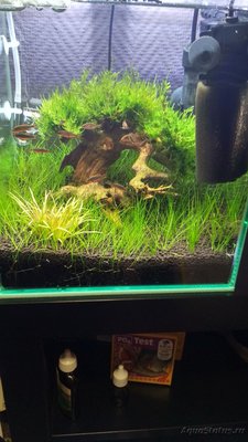 Запуск 20л на Dennerle Scaper's Soil (ded_boroda4)