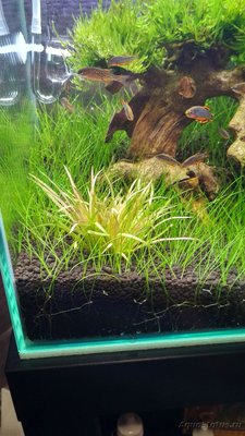 Запуск 20л на Dennerle Scaper's Soil (ded_boroda4)