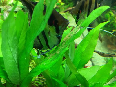 Мой AquaPlus PRO 170 (Luna Illuminata) 
