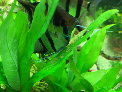 Мой AquaPlus PRO 170 (Luna Illuminata) 