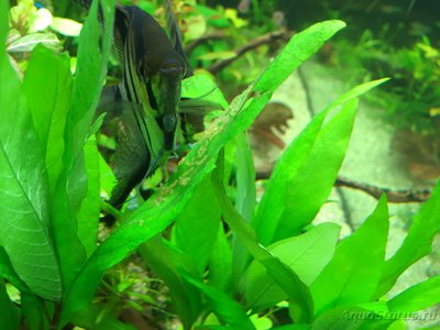 Мой AquaPlus PRO 170 (Luna Illuminata) 