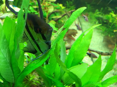 Мой AquaPlus PRO 170 (Luna Illuminata) 