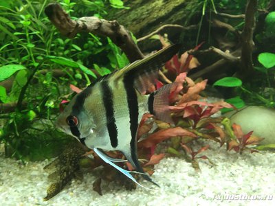 Мой AquaPlus PRO 170 (Luna Illuminata) 