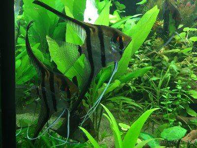 Мой AquaPlus PRO 170 (Luna Illuminata) 