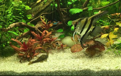 Мой AquaPlus PRO 170 (Luna Illuminata) 