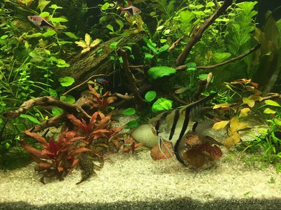 Мой AquaPlus PRO 170 (Luna Illuminata) 