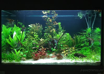 Мой AquaPlus PRO 170 (Luna Illuminata) 