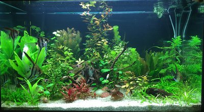 Мой AquaPlus PRO 170 (Luna Illuminata) 