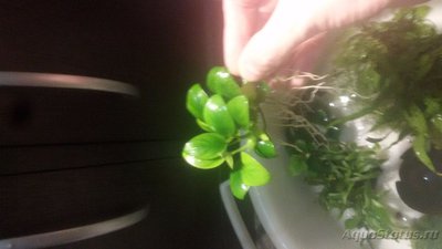 Опознание аквариумных растений