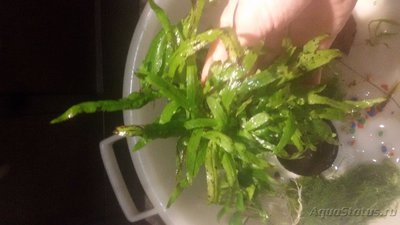 Опознание аквариумных растений