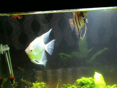 Мой AquaPlus PRO 170 (Luna Illuminata) 