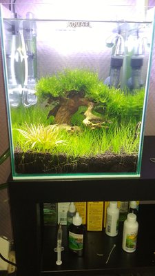 Запуск 20л на Dennerle Scaper's Soil (ded_boroda4)