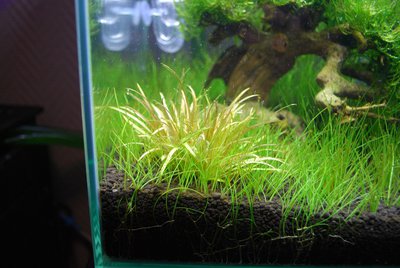 Запуск 20л на Dennerle Scaper's Soil (ded_boroda4)