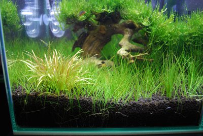 Запуск 20л на Dennerle Scaper's Soil (ded_boroda4)