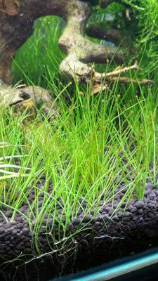 Запуск 20л на Dennerle Scaper's Soil (ded_boroda4)
