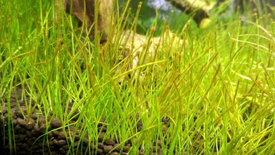 Запуск 20л на Dennerle Scaper's Soil (ded_boroda4)