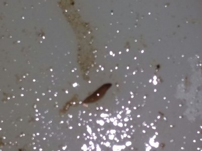 Опознание: неопознанные обитатели в аквариуме или НЛО в аквариуме