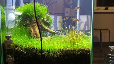 Запуск 20л на Dennerle Scaper's Soil (ded_boroda4)