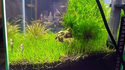 Запуск 20л на Dennerle Scaper's Soil (ded_boroda4)