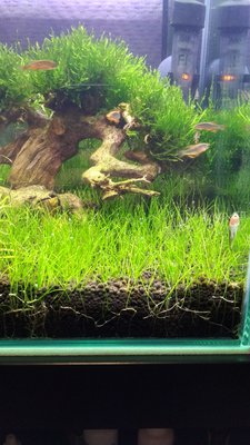 Запуск 20л на Dennerle Scaper's Soil (ded_boroda4)