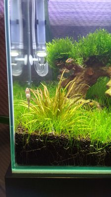 Запуск 20л на Dennerle Scaper's Soil (ded_boroda4)