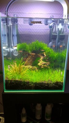 Запуск 20л на Dennerle Scaper's Soil (ded_boroda4)