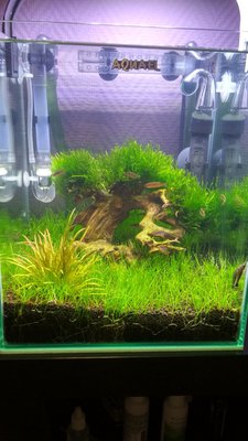 Запуск 20л на Dennerle Scaper's Soil (ded_boroda4)