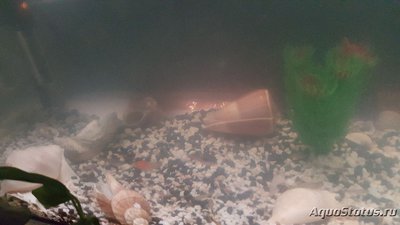 Мутная вода в аквариуме, муть в аквариуме
