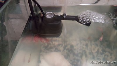 Мутная вода в аквариуме, муть в аквариуме