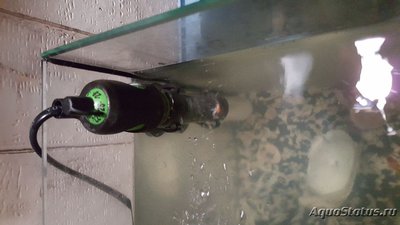 Мутная вода в аквариуме, муть в аквариуме