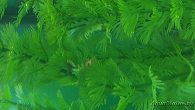 Мой аквариум JUWEL LIDO 120l LED (Натулька) 