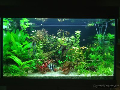 Мой AquaPlus PRO 170 (Luna Illuminata) 