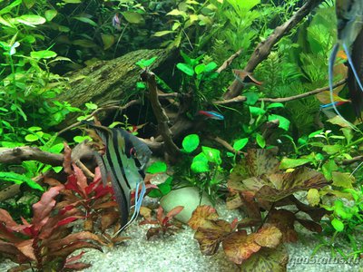 Мой AquaPlus PRO 170 (Luna Illuminata) 