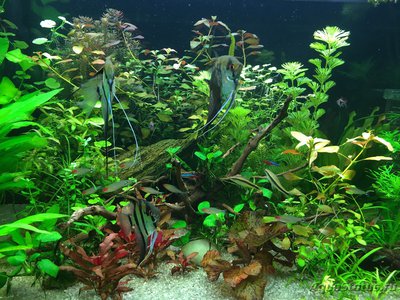 Мой AquaPlus PRO 170 (Luna Illuminata) 