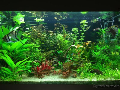 Мой AquaPlus PRO 170 (Luna Illuminata) 