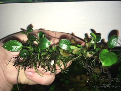 Мой AquaPlus PRO 170 (Luna Illuminata) 