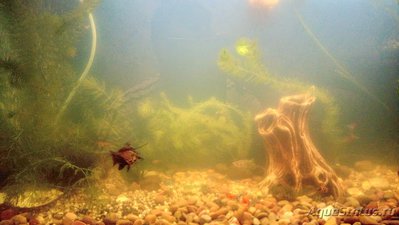 Фото Кондиционер Tetra Aqua Crystal Water (photo#96785)