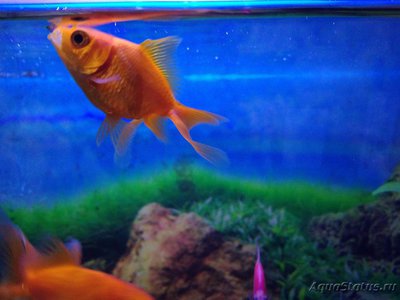 Фото Плавники золотых рыбок (photo#97026)