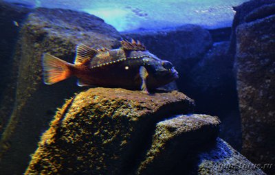 Фото Критский океанариум (photo#97298)