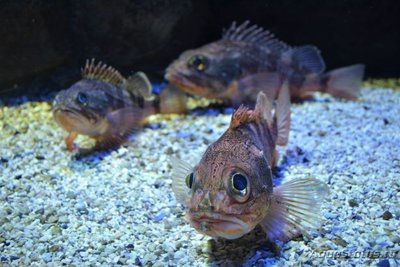 Фото Критский океанариум (photo#97299)